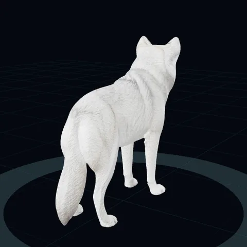 a white wolf, front