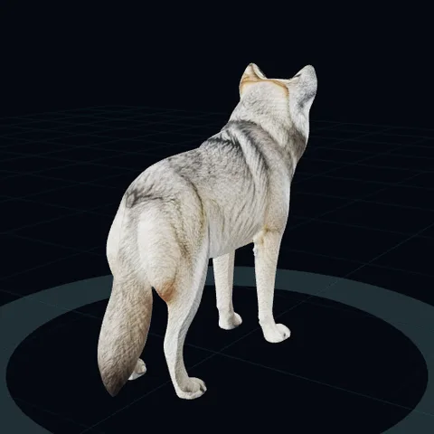a grey wolf, front
