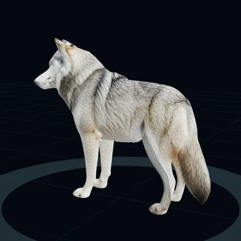 a grey wolf, side